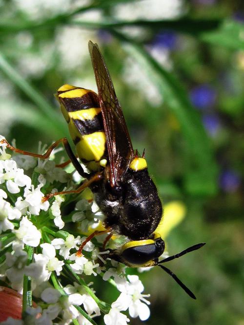 Banded General soldierfly, Stratiomys potamida -photo by Nigel Jones