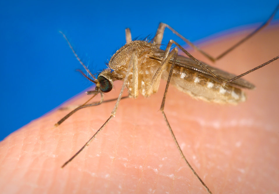 A mosquito on a finger