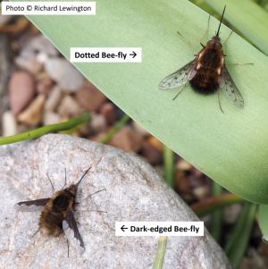 Photo of Dark-edged Bee-fly on a stone, and above it Dotted Bee-fly on a leaf
