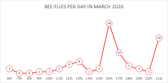 Graph of bee-fly records per day in March 2020