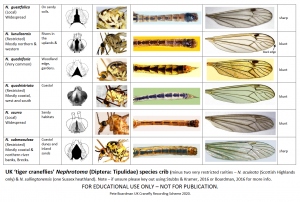 Crib sheet for tiger craneflies