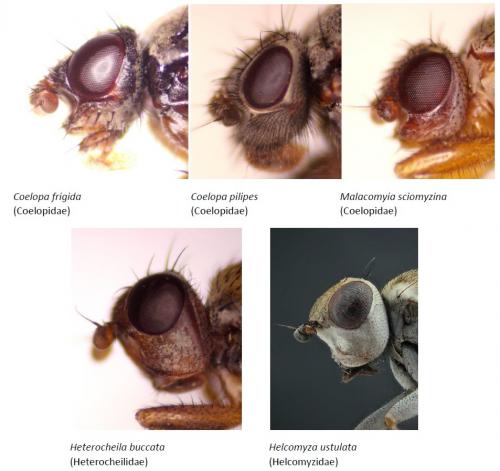 Heads of the five Kelp Fly species
