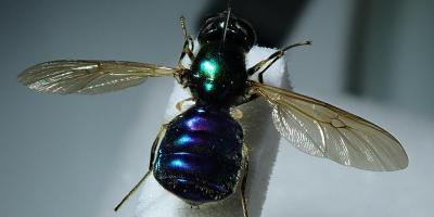 Soldierfly specimen