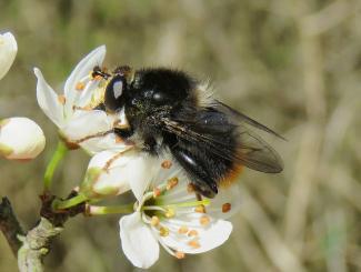 Hoverfly Criorhina ranunculi by Steven Falk Thumbnail