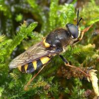 Clubbed General Soldierfly Photo : Judy Webb