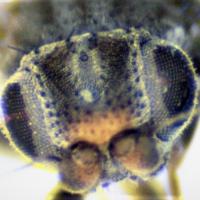 Head of Aphanotrigonum trilineatum